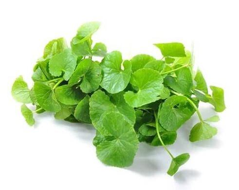 Predstonorm enthält Gotu Kola (Centella Asiatica)